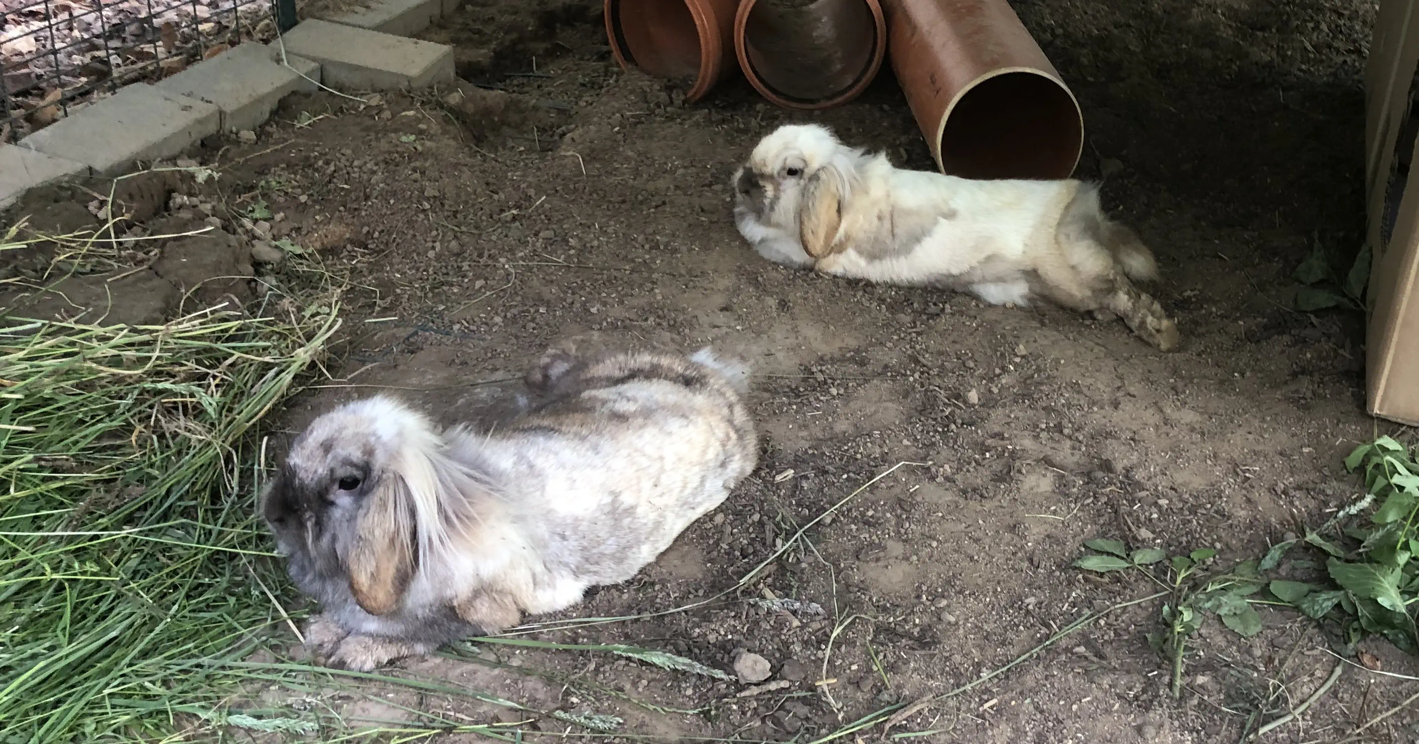 Kaninchen und Hühner mit der Therapeutin