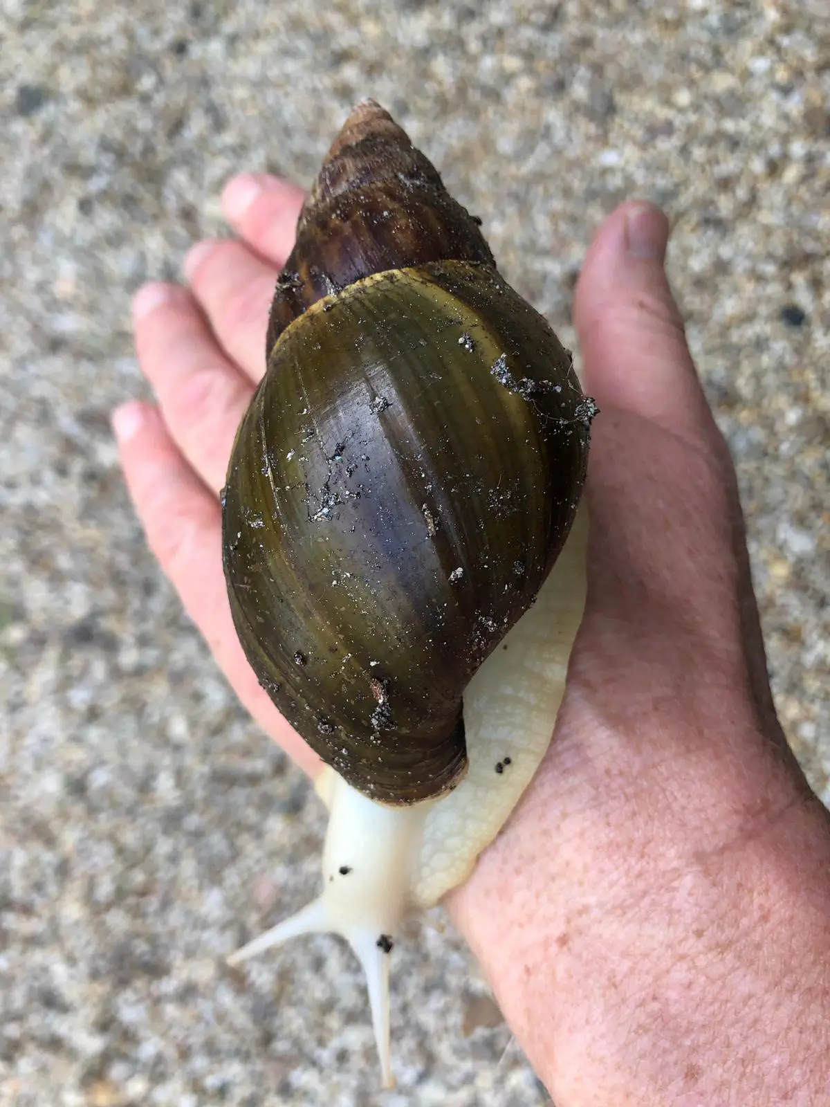 Schnecke auf Hand
